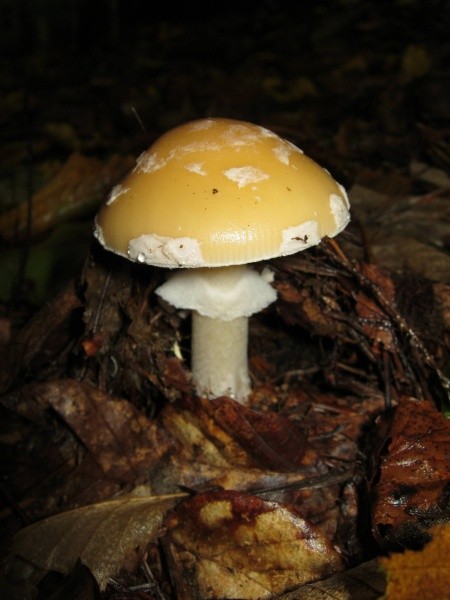 erdbeeren saatgut bio Purgrün Bio-Erdbeerdünger 1 kg main image 0