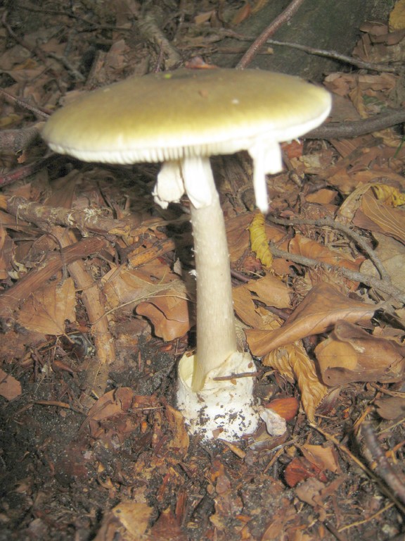 Grüner Knollenblätterpilz (Amanita phalloides).