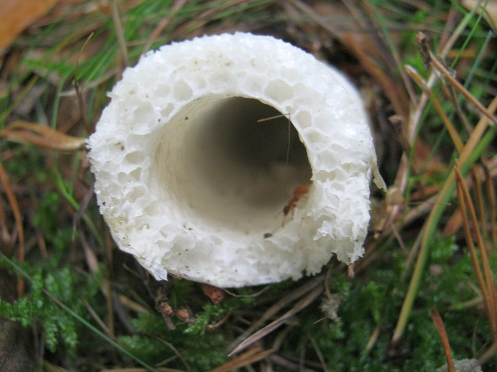 Schwammartiges weißes Stielgewebe der Stinkmorchel (Phallus impudicus), Stiel innen hohl.