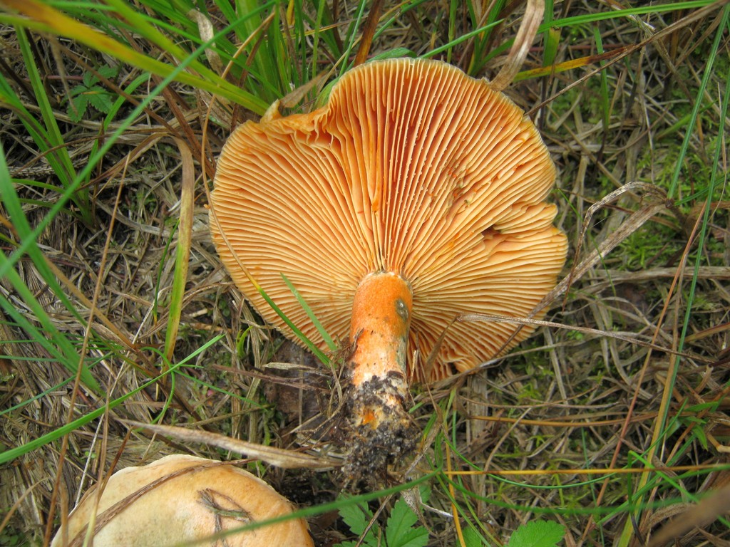 Fichtenreizker (Lactarius deterrimus): Stiel und Lamellen.