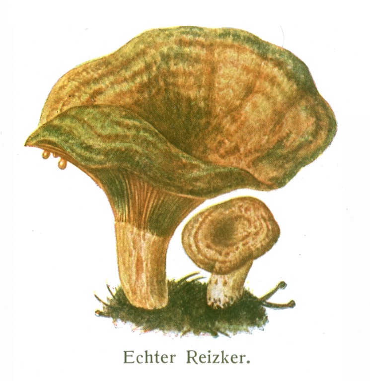 Echter Reizker (Lactarius deliciosus).