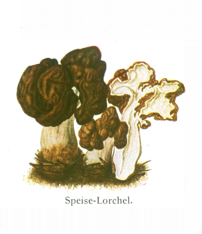 Frühjahrslorchel (Gyromitra esculenta).