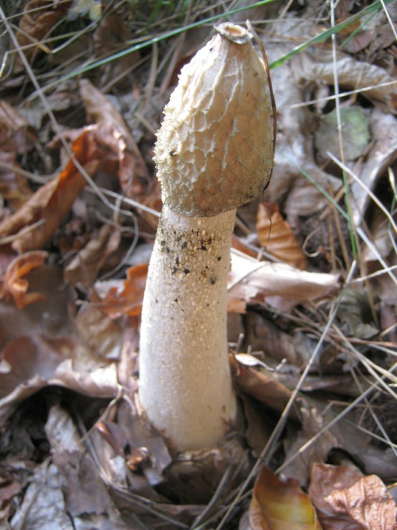 Stinkmorchel (Phallus impudicus), Gleba bereits abgefressen.