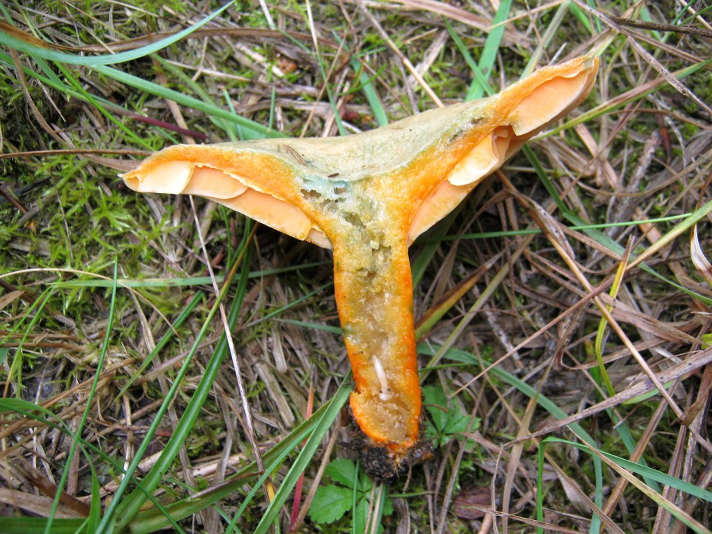 Fichtenreizker (Lactarius deterrimus) im Anschnitt.