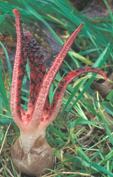 Tintenfischpilz, Clathrus archeri