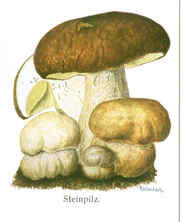 Steinpilz (Boletus edulis).