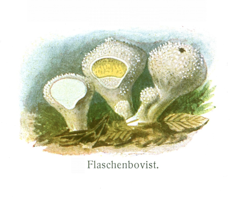 Flaschenstäubling (Lycoperdon perlatum).