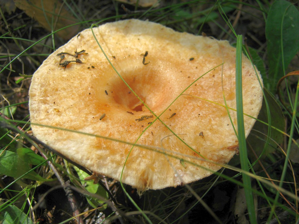 Älteres Exemplar des Birkenreizkers (Lactarius torminosus).