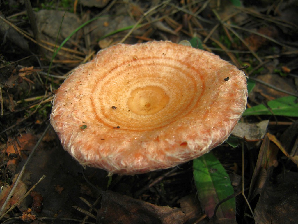 Birkenreizker (Lactarius torminosus): Hutoberfläche klar gezont, wollig behaart.