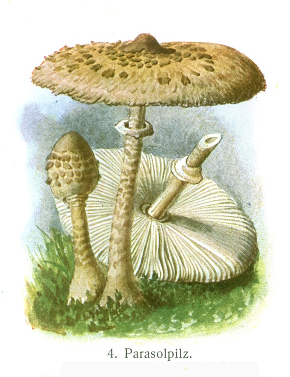 Riesenschirmpilz, Parasol (Macrolepiota procera).