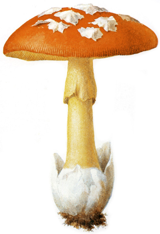 Kaiserling. Illustration von Albin Schmalfuß 1897 (Lizenz PD).