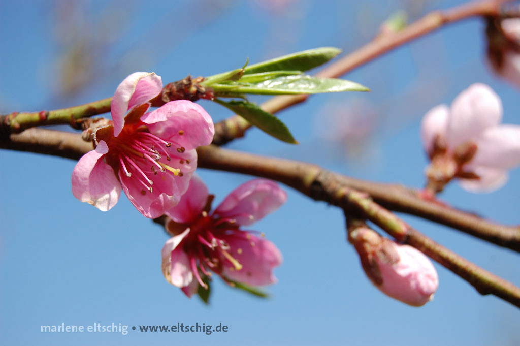 Pfirsichblüten | Peach blossom. Germany