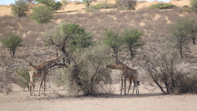Girafes gourmandes