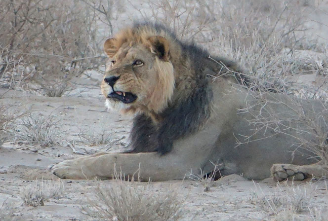 Lion du Kalahari, reconnaissable à sa crinière noire