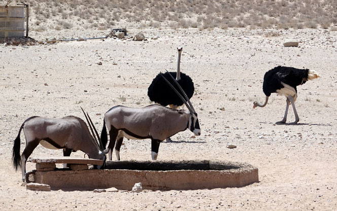 Oryx et autruces