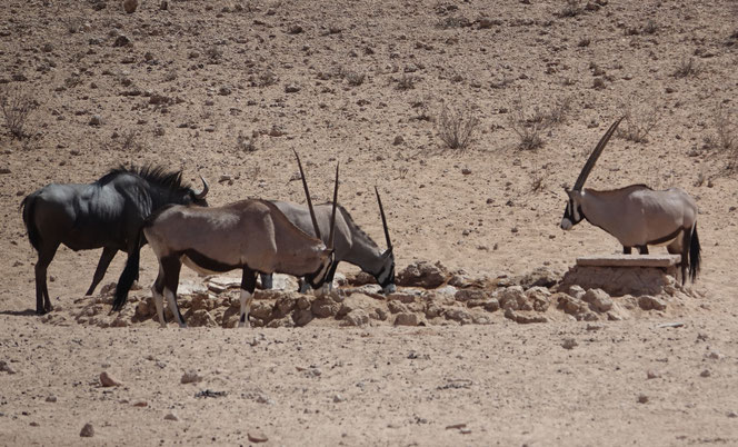 Gnou et Oryx au point d'eau