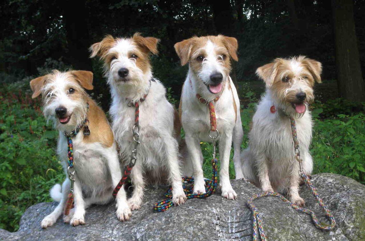 2012-Wara,Bastienne,Chicca,Intraa