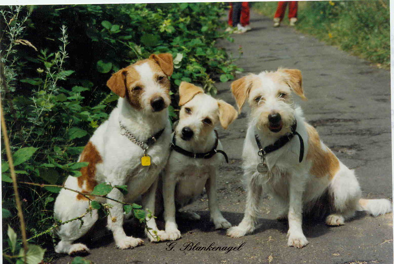 1992 Atoll v. rauhen Stein, Efra v. rauhen Stein, Ambra v. Hungenberg