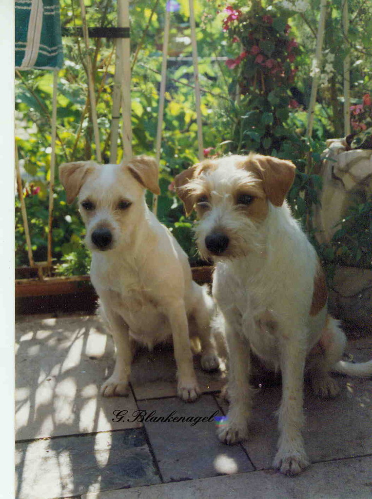 1995 Efra v. rauhen Stein , Caschira v. Bienenstück