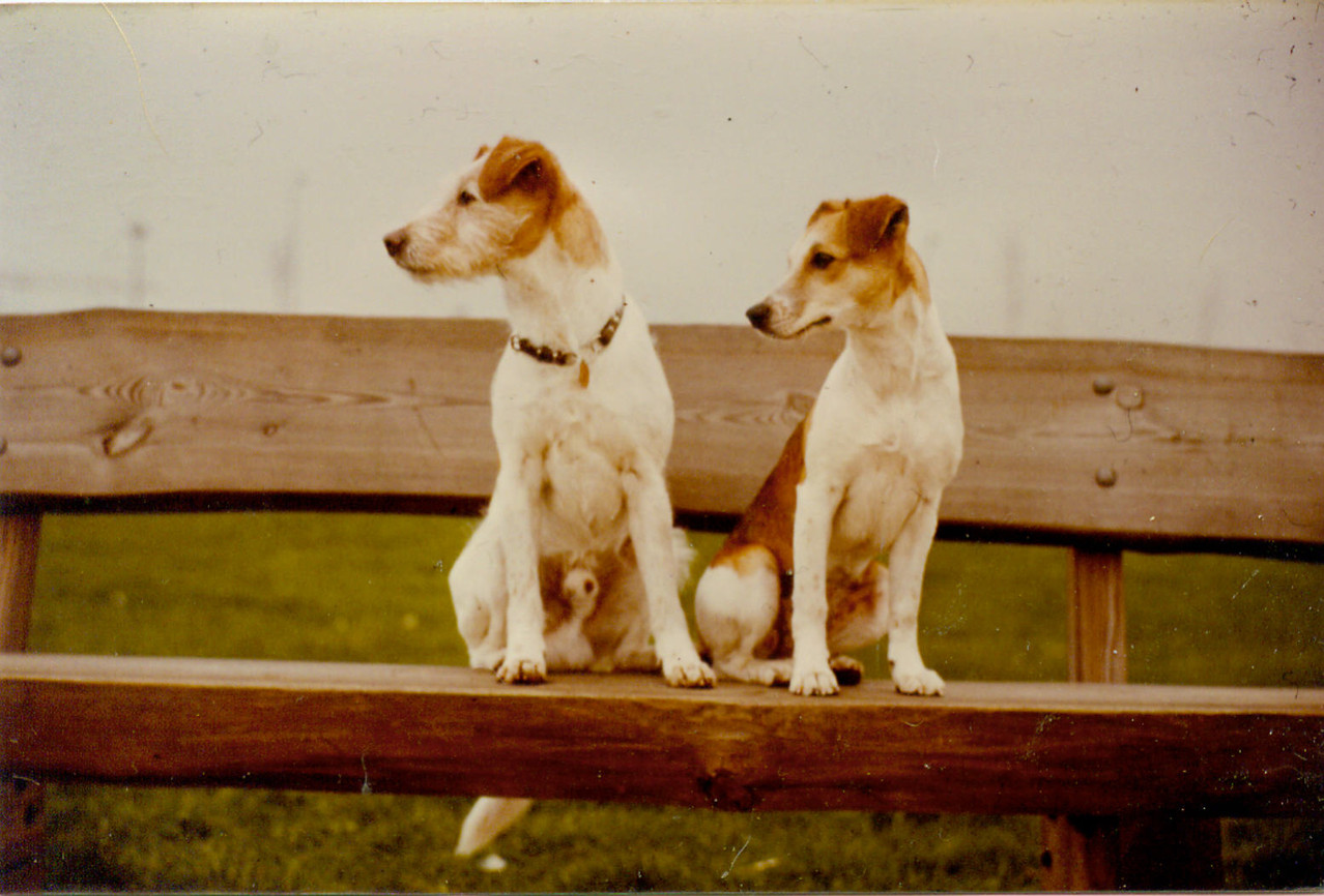 1981 Axel v. d. Poort v. Drenthe und Quimba v. Weddern