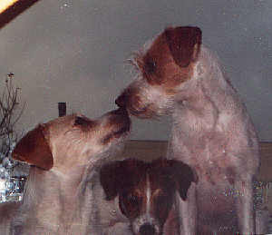 1996 Efra v. rauhen Stein, Landra v. rauhen Stein, Caschira v. Bienenstück