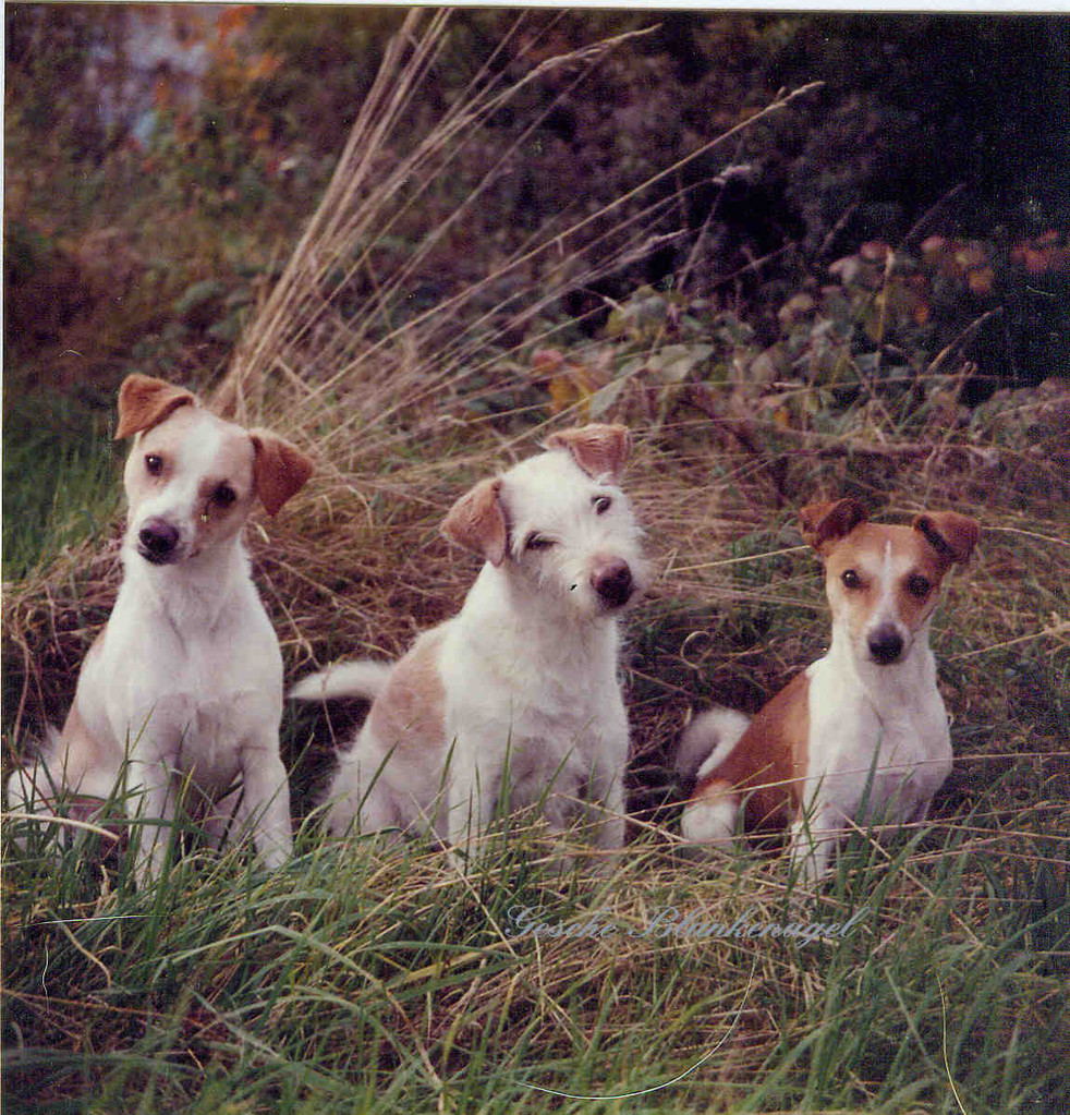 1984 Winald v. Weddern, Axel v. d. Poort v. Drenthe- Quimba v. Weddern