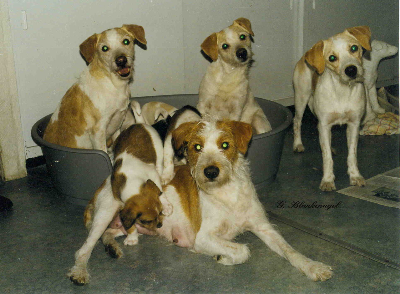 1997 Dina v. rauhen Stein,Caschira v. Bienenstück,Efra v. rauhen Stein, Mirka v. rauhen Stein