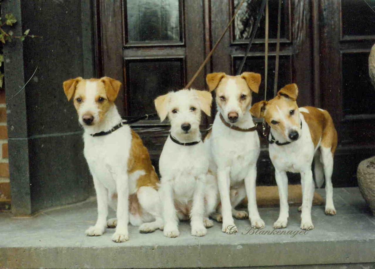1988 Atoll v. rauhen Stein, Ambra v. Hungenberg, Winald v. Weddern, Quimba v. Weddern