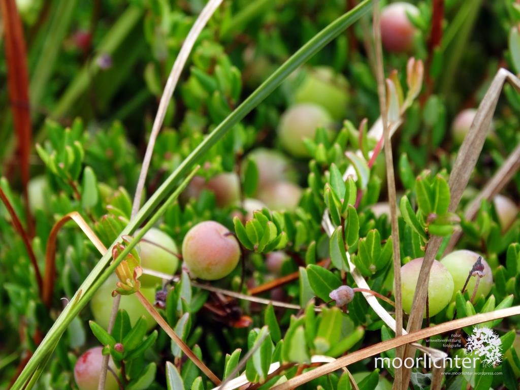 Beerenzeit im Moor