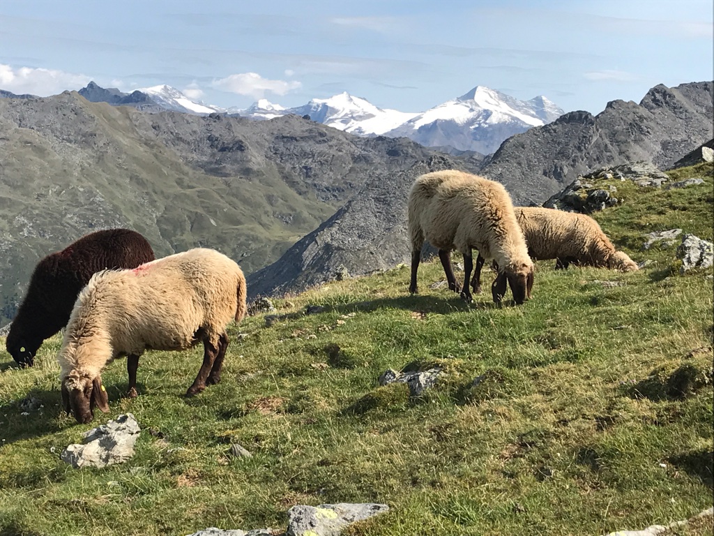 zum Glungezer 2677m