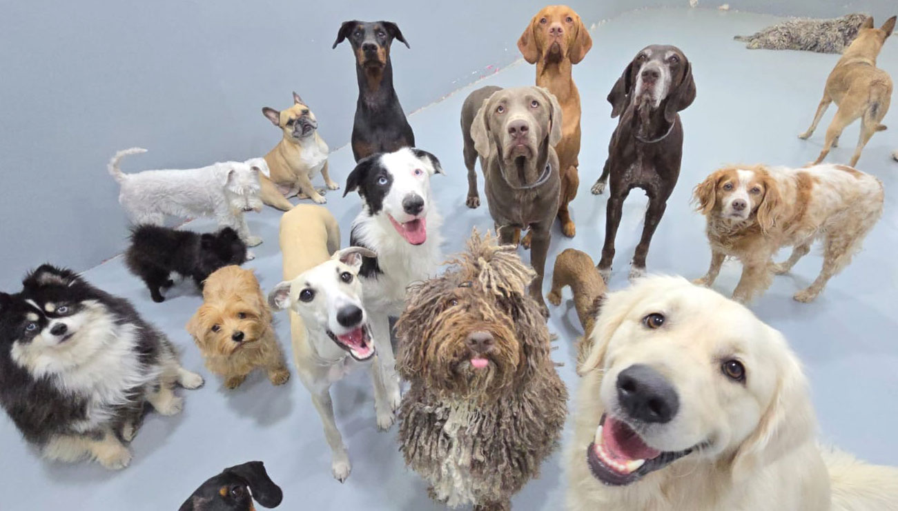 juegos de guarderia de perros