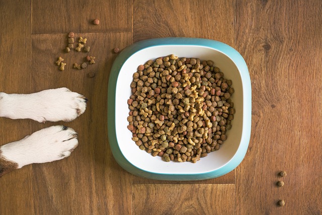 cuanto deber comer un perro