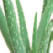 Aloe Vera peclavus.ch