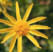 Arnika peclavus.ch