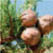 BlueCypressOil peclavus.ch
