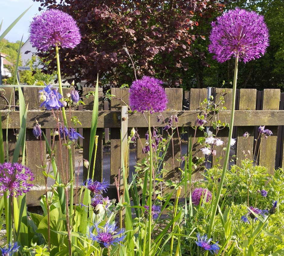 Centaurea montana, Allium i.S., Aquilegia i.S.