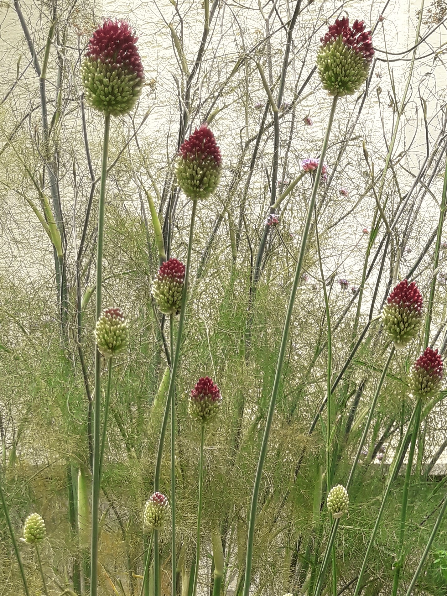  Foeniculum vulgare 'Rubrum', Allium sphaerocephalon
