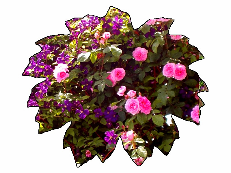 Zärtlich vereint: Clematis viticella 'Etoile Violett' & Rosa 'Gertrude Jekyll'