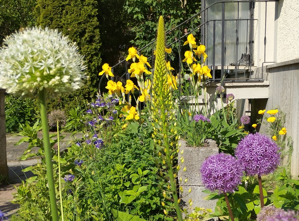 Iris barbata-elatior 'Goldfackel', Allium i.S., Eschscholzia californica, Aquilegia caerulea 'Biedermeier', .Eremurus stenophyllus..