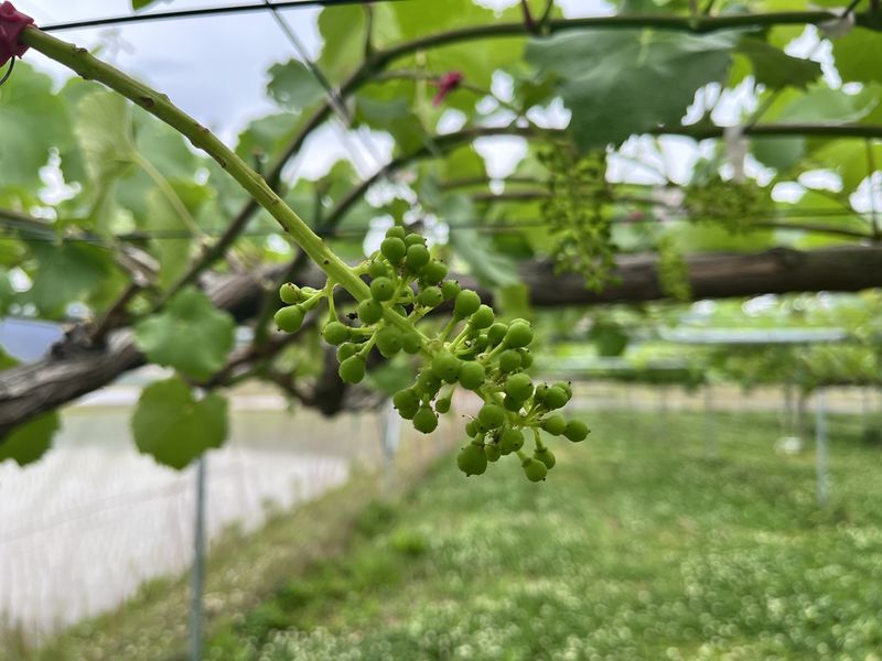 ナガノパープルの房