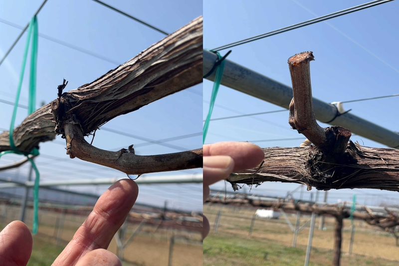 葡萄の水揚げ「幻の美肌水」