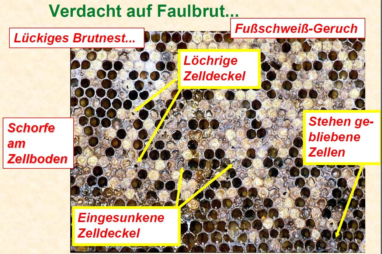 Amerikanische Faulbrut Bienenzuchtverein Waldbreitbach