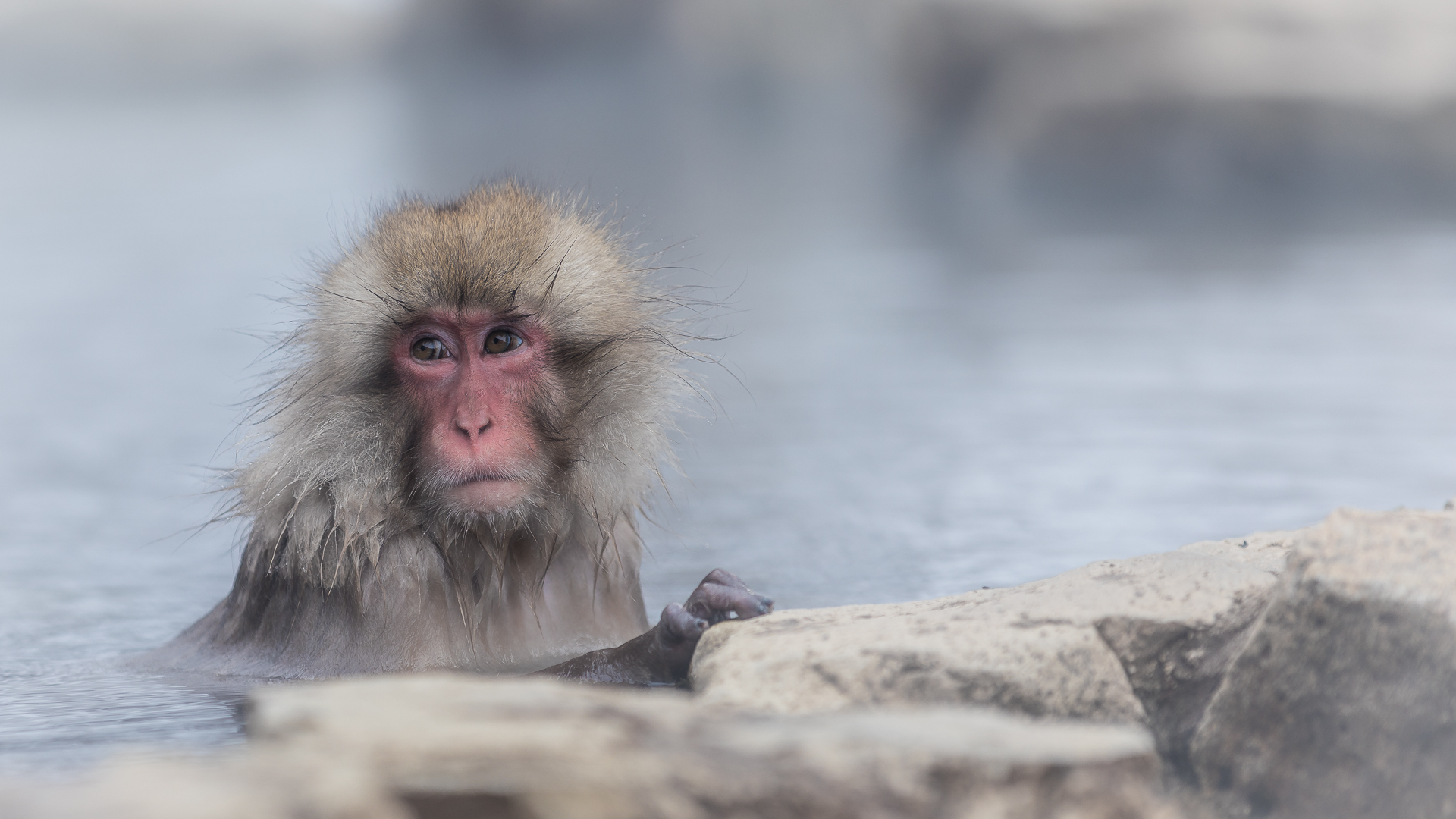 SNOW MONKEYS HOKKAIDO JAPAN Natuurfotografie over de hele wereld
