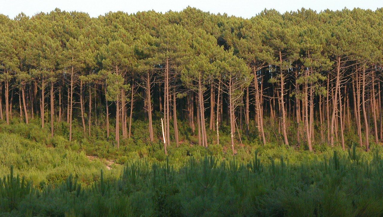 Ballades à l'infini et au de là dans la forêt Landaise 