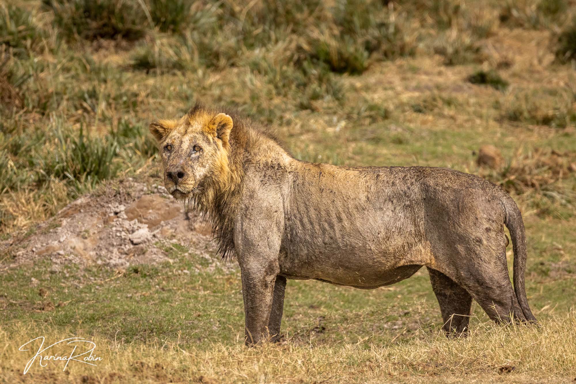 KENYA - The tragic end of the oldest wild lion LOONKITO