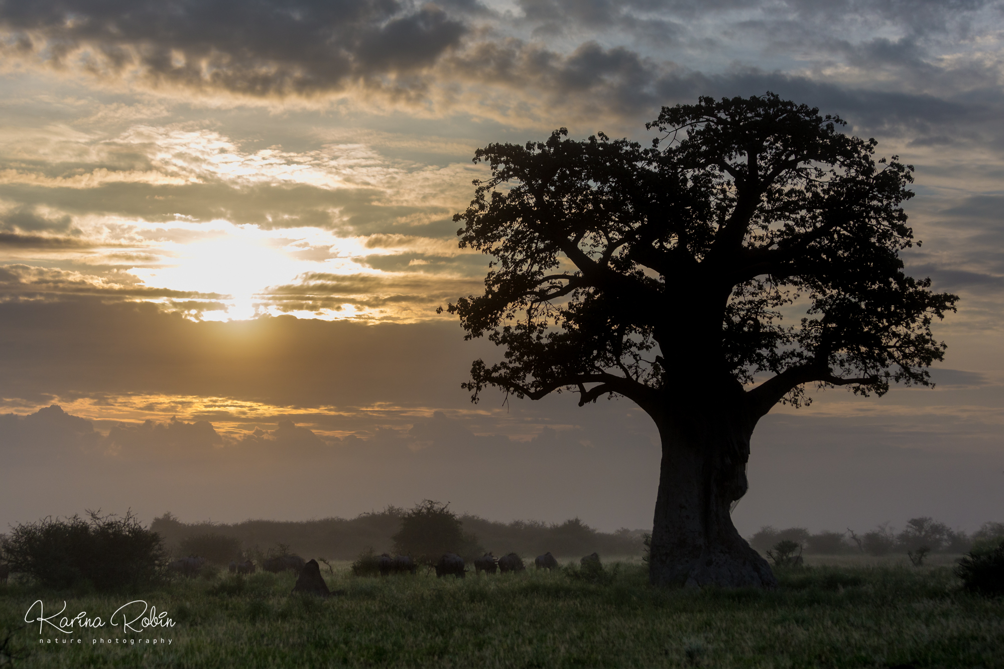 Botswana - Discovering the Wild Beauty of Nxai Pan National Park in Botswana