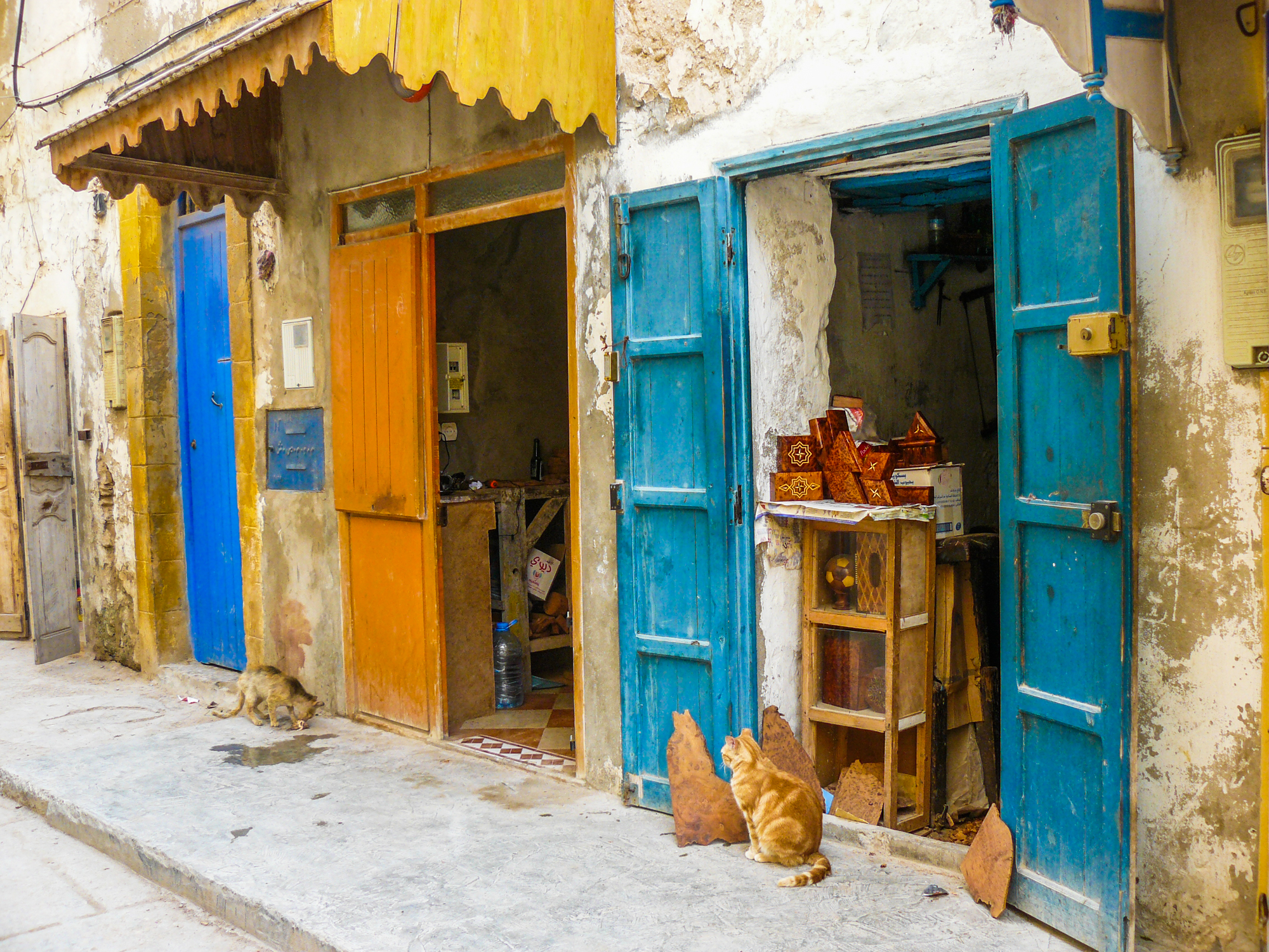 Morocco - From the Alleyways to the Souks: The Cats of Essaouira Steal the Show