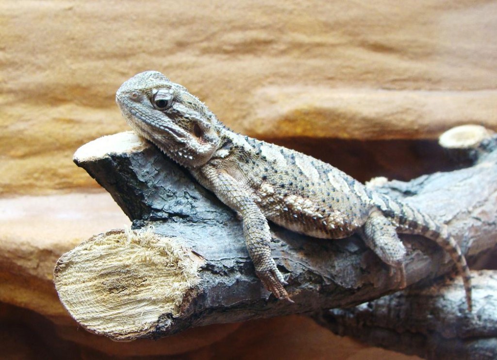 Zwergbartagamen Bilder Hessen Leopardgeckos