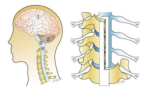 頚椎（けいつい） Cervical - 脊椎脊髄の病気と治療