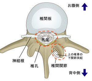 腰椎